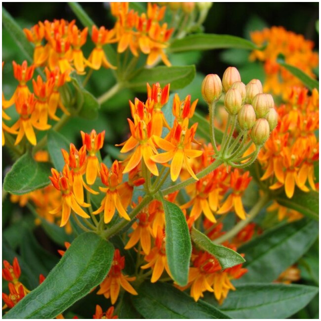 Live Butterfly Weed Plant