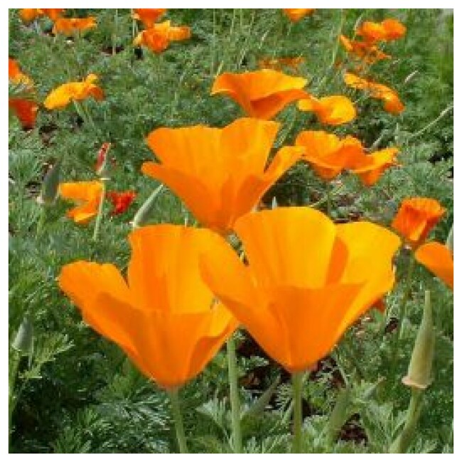 California Orange Poppy Seeds