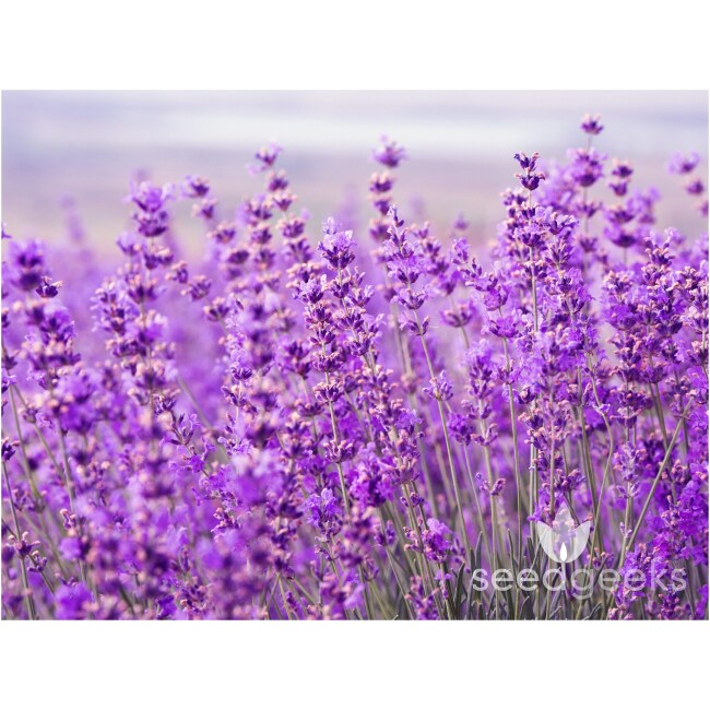 English Lavender Heirloom Herb Seeds