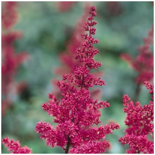 Fanal Astilbe