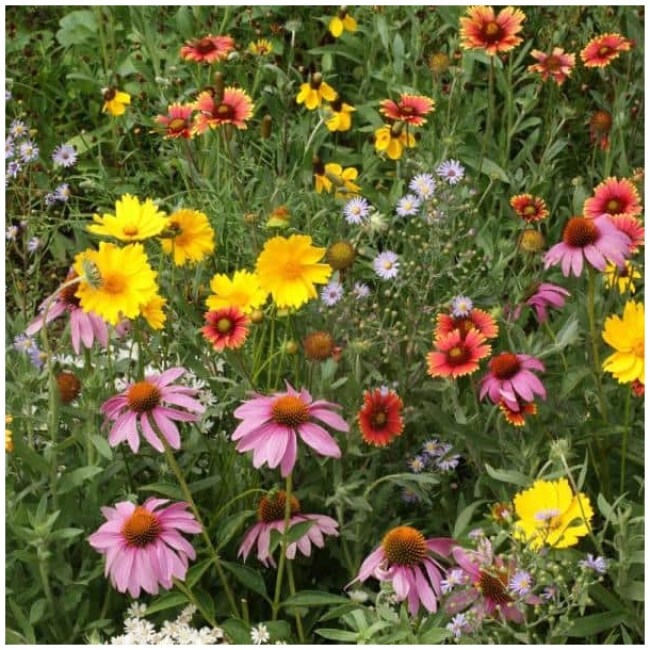 Honey Bee Attractor Flowering Seed Mixture (300 Seed Packet)