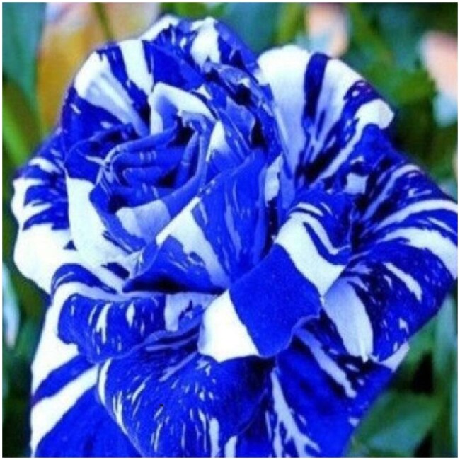 Blue Dragon Rose Bush 20 Seeds~Rare