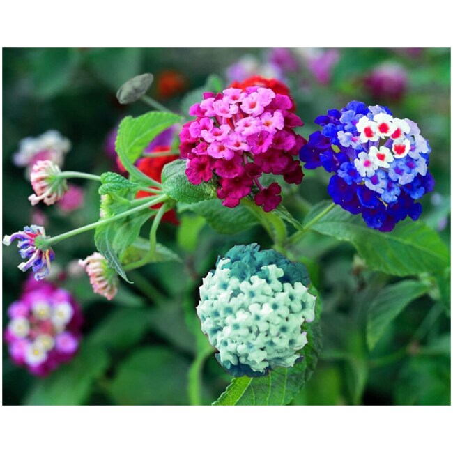 Lantana Seeds, Mixed Colors - Exotic Flower Seeds to Plant