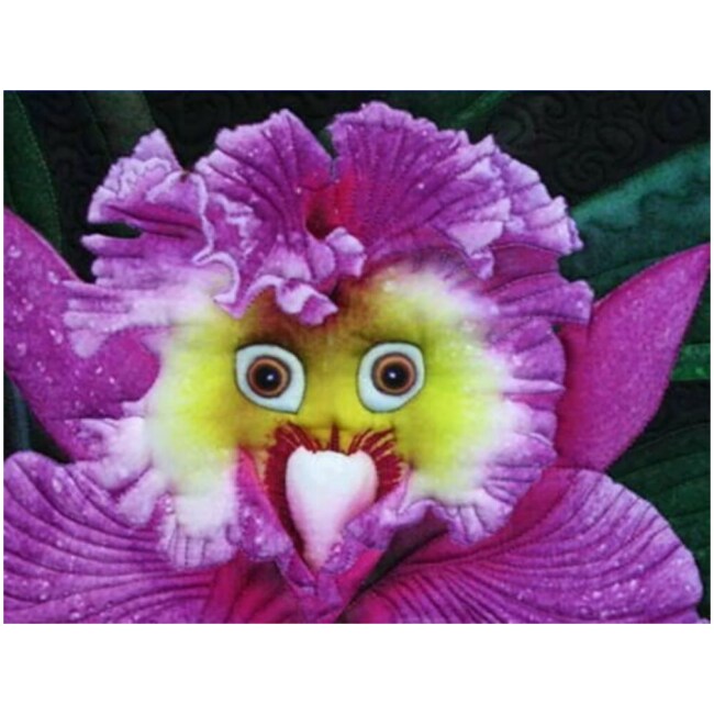 20 Smiley face (clown) orchid flower seed and 10 Flying Duck Orchid Rare Seeds