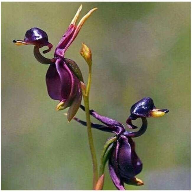 20 Smiley face (clown) orchid flower seed and 10 Flying Duck Orchid Rare Seeds - Image 2