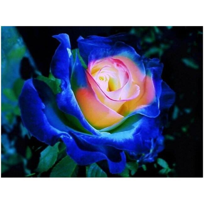 30 Rare Seeds| English Blue and Yellow Rose