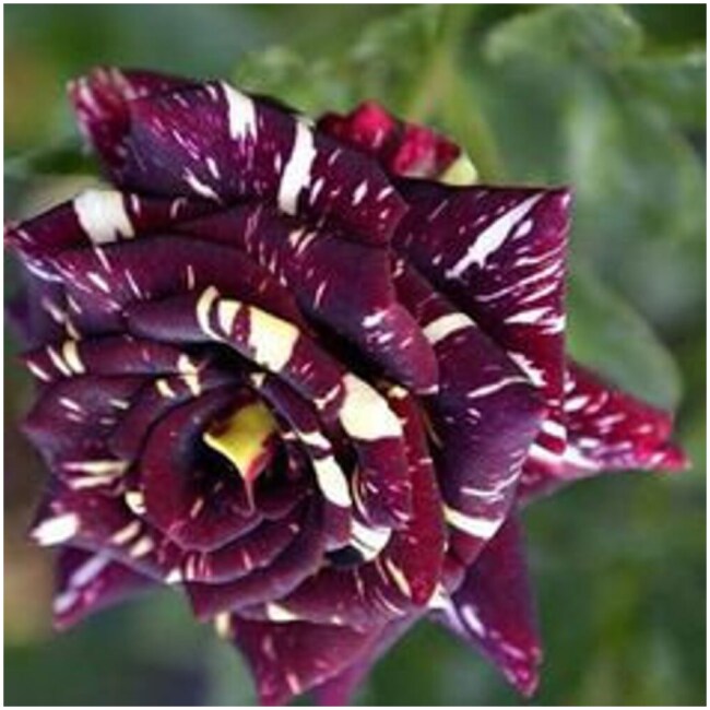 25+ Rare Seeds | Black Dragon Rose Seeds - Image 2