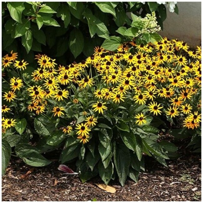 Little Goldstar Black-Eyed Susan