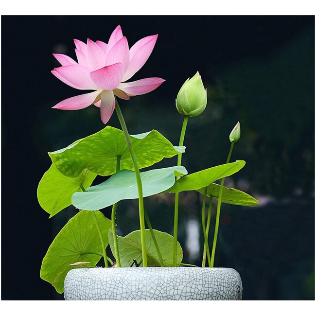 Lotus Flower Seeds - Water Lily - Grow in a Bowl, Koi Pond, Outdoor Ponds, Grow in a Bowl as Bonsai - Stunning Water Feature