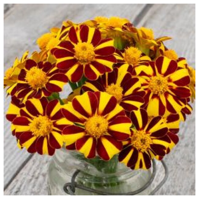 Pinwheel Marigold Seeds