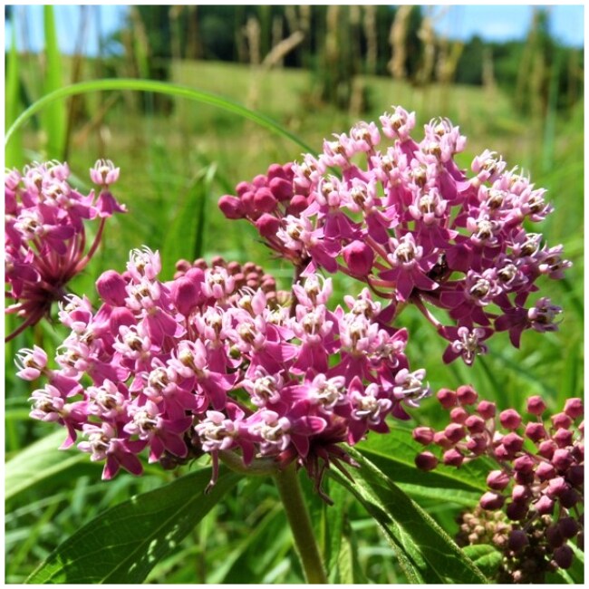 Swamp Milkweed Flower