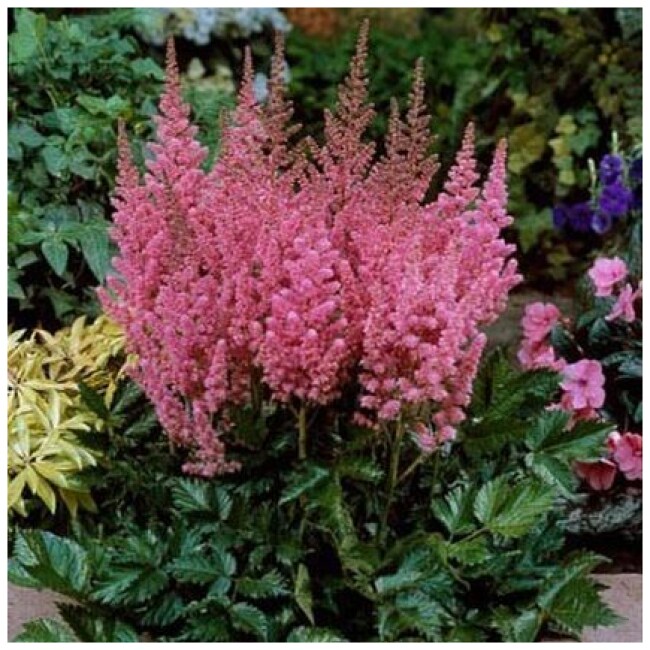 Vision in Pink Astilbe