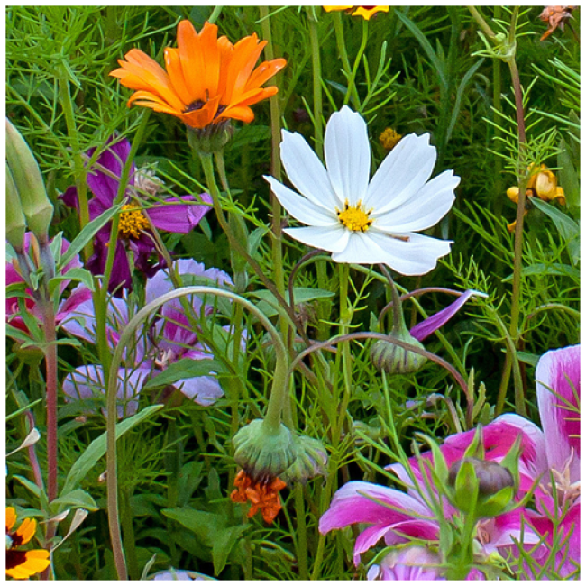 Wildflowers - Annual Cut Flower Scatter Garden Seed Mix