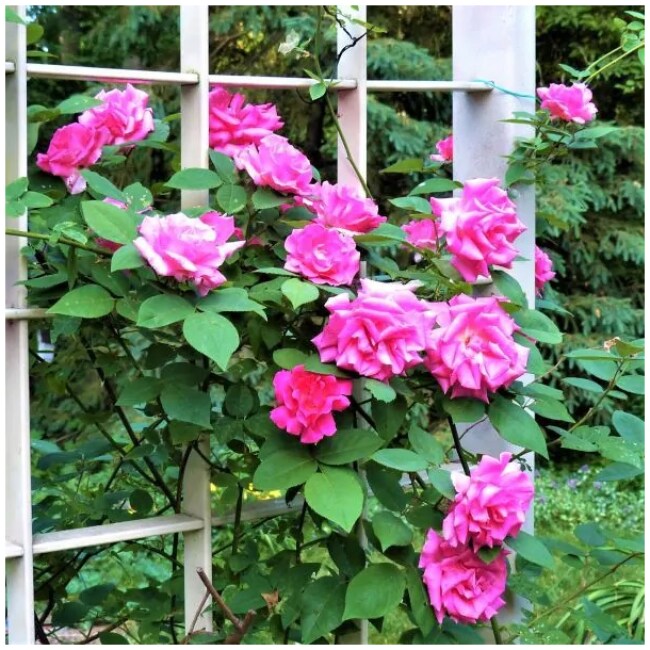 Zephirine Drouhin Climbing Rose - Image 2