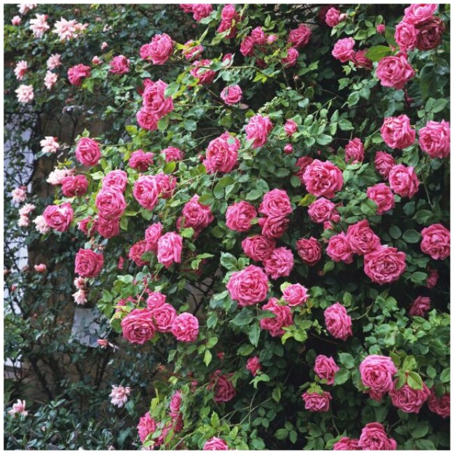 Zephirine Drouhin Climbing Rose