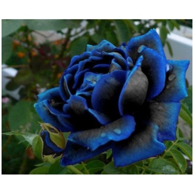 Blue Black Midnight Supreme Rose SEEDS for Rose Bush 20 Seeds