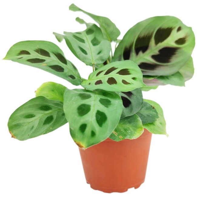 MARANTA GREEN PRAYER PLANT