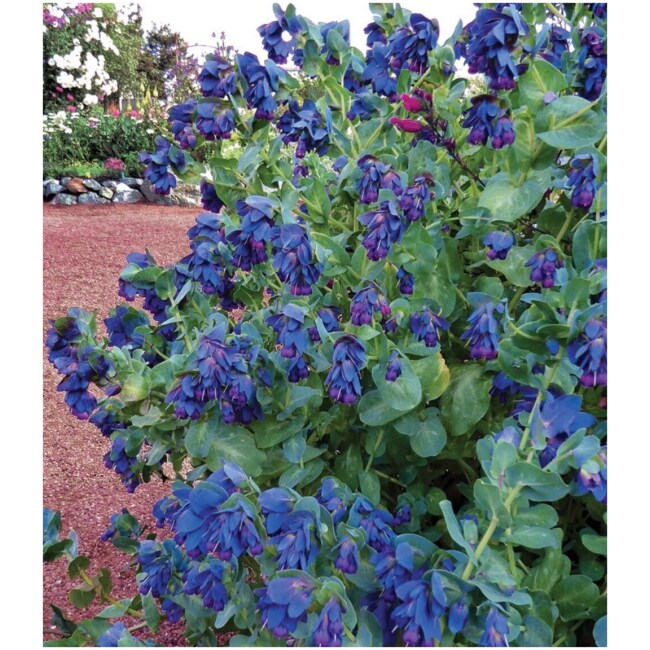 10 Cerinthe Major, Pride of Gibraltar, Honeywort Seeds, Blue Shrimp Plant, Purpurascens