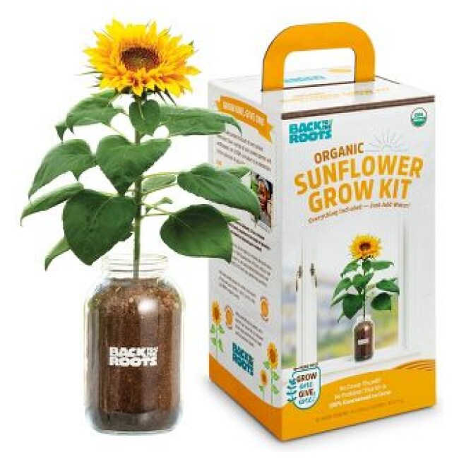 Back to the Roots Sunflower Windowsill Grow Garden Seed Kits