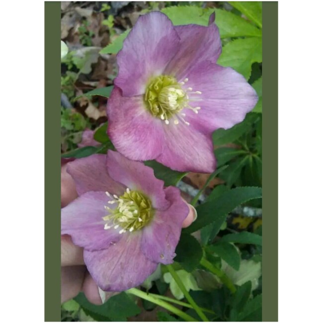 10 Lenten Rose Plants Hellebores Evergreen Perennials Helleborus