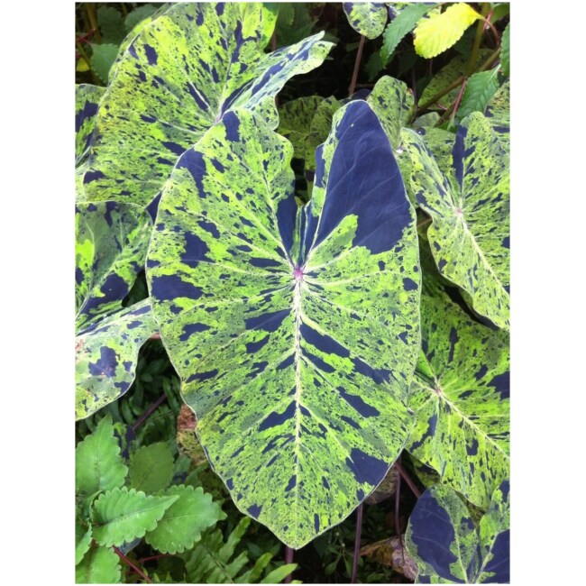 Colocasia Mojito Starter Plant (ALL STARTER PLANTS require you to purchase 2 plants!)