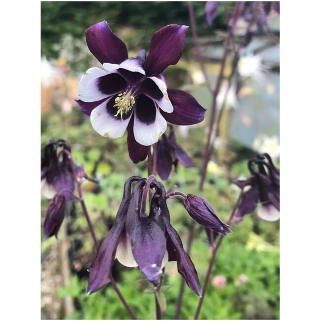 Aquilegia vulgaris, William Guinness (Columbine)