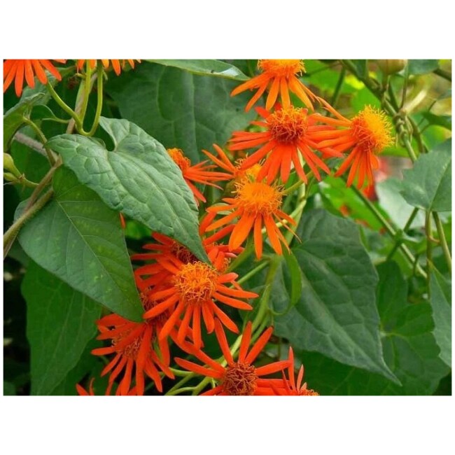 Mexican Flame Vine 1 Gallon Plant