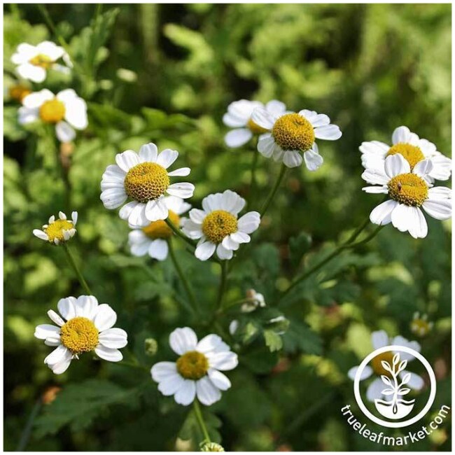 Feverfew Seeds