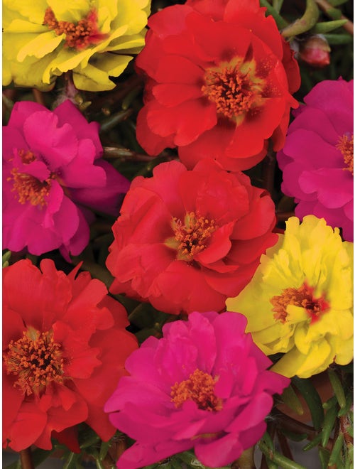 Portulaca, Color Carousel Mix