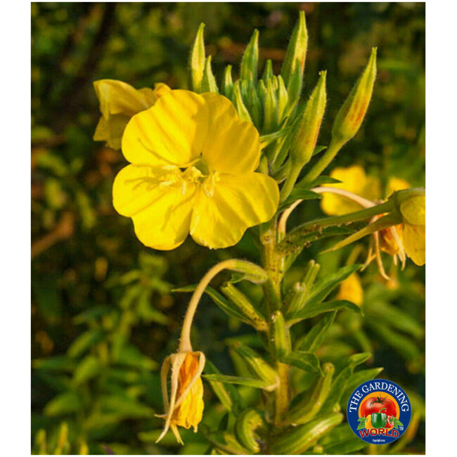 500 Yellow Evening Primrose Flower Seeds Oenothera biennis