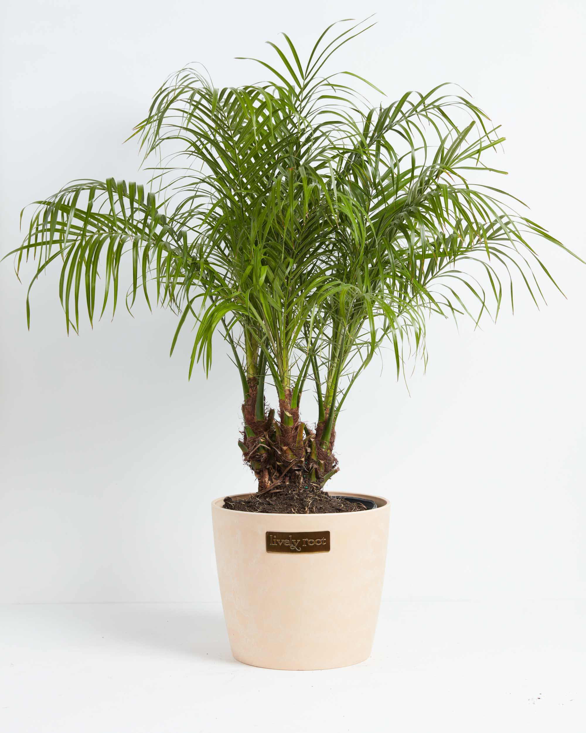 Pygmy Date Palm