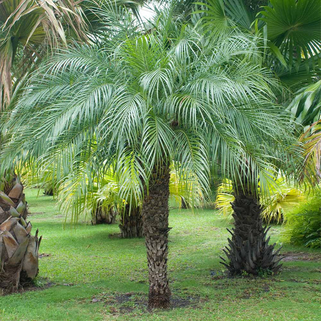 Pygmy Date PalmPhoenix roebelenii