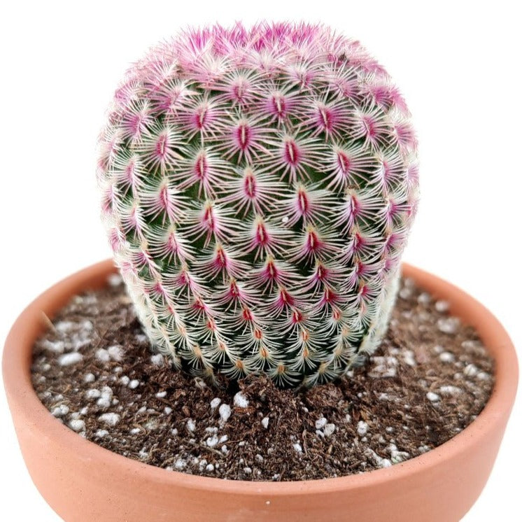 Rainbow Hedgehog Cactus