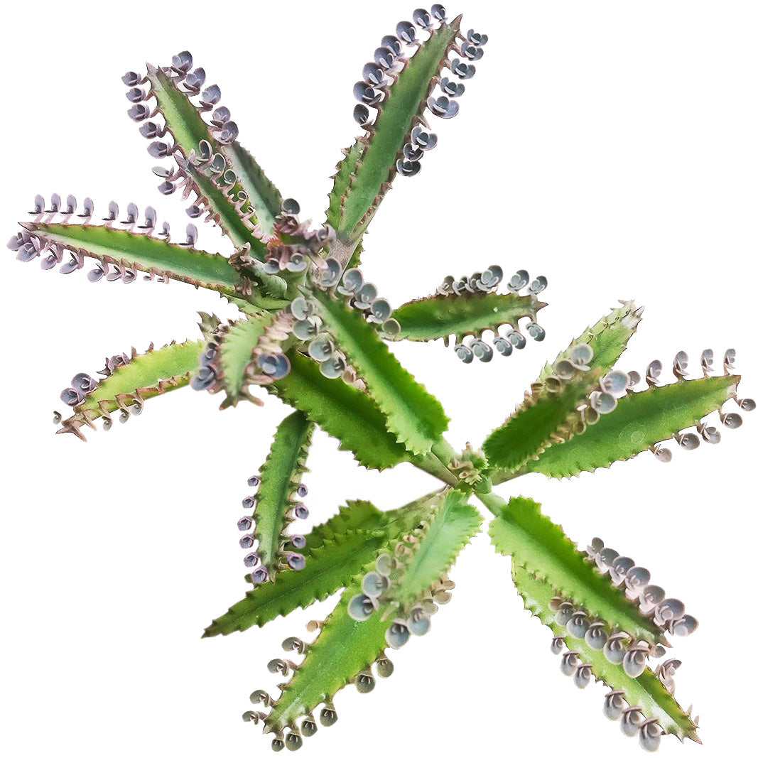 Mother of Thousands Kalanchoe