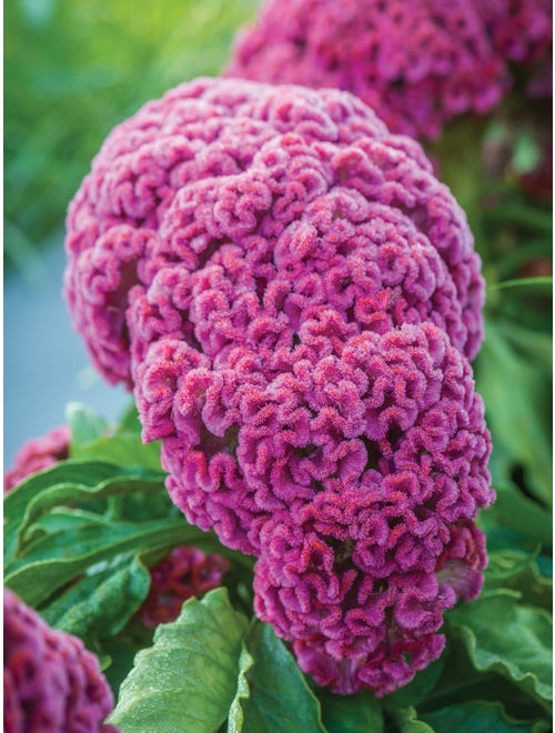 Celosia, King Coral