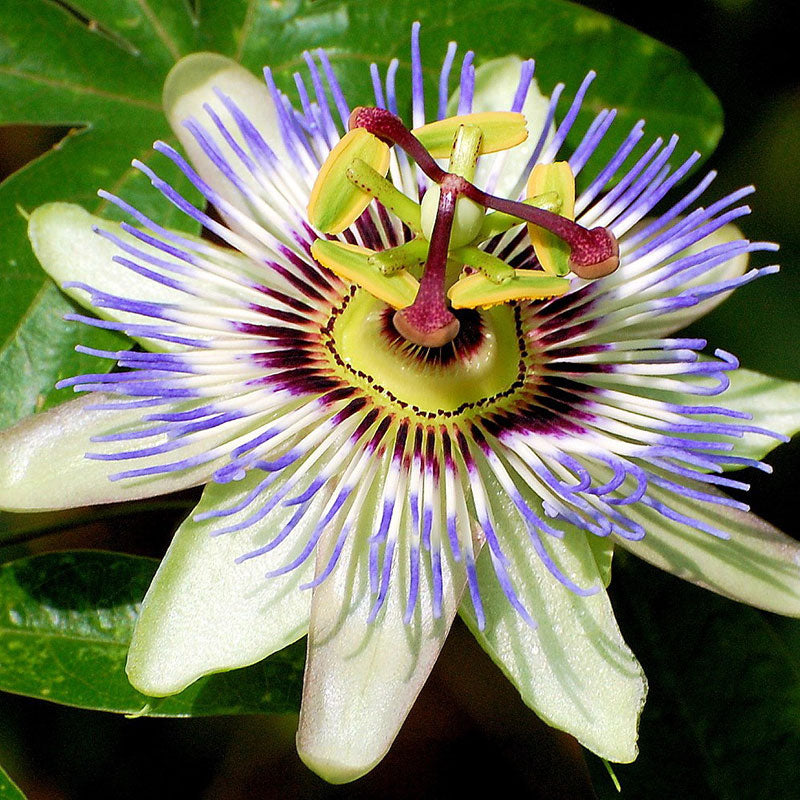 Passiflora Seeds