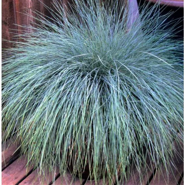 Beyond Blue™ Festuca