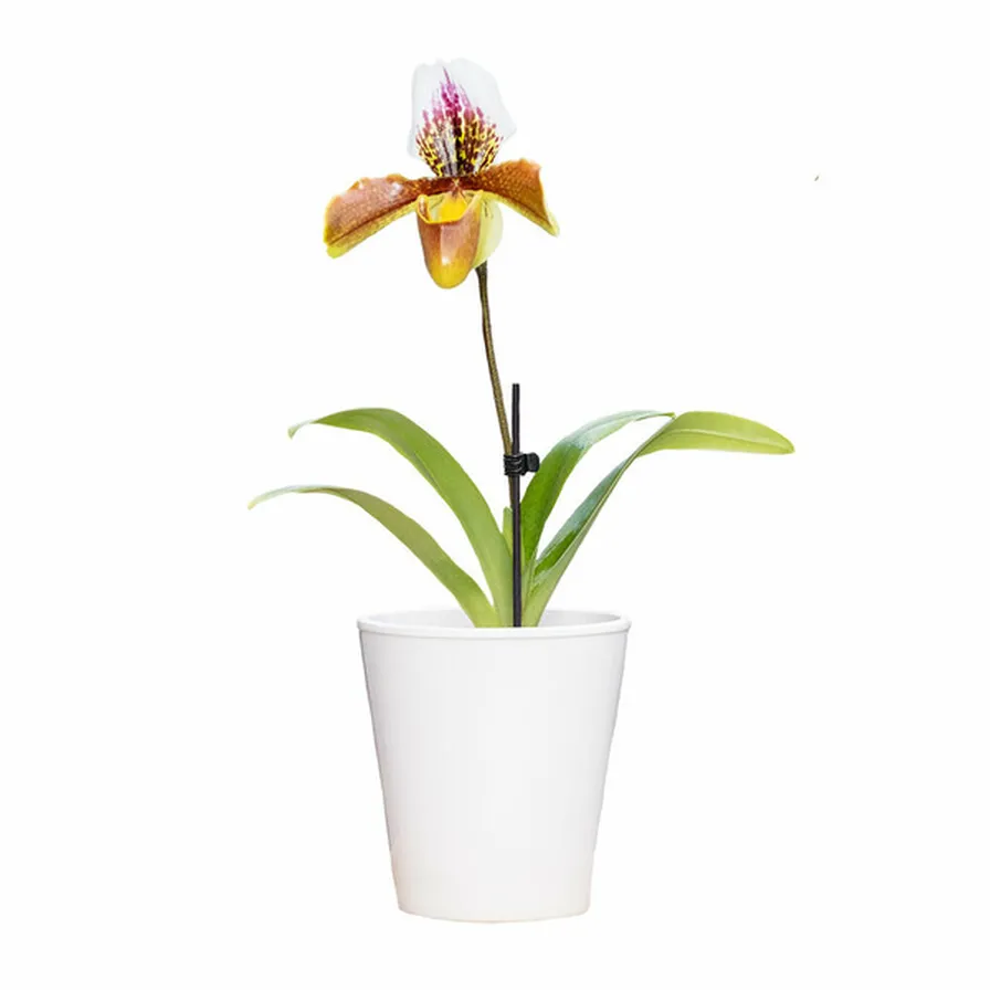 Westerlay Orchids Lady Slipper, Paphiopedilum Orchid in Ceramic